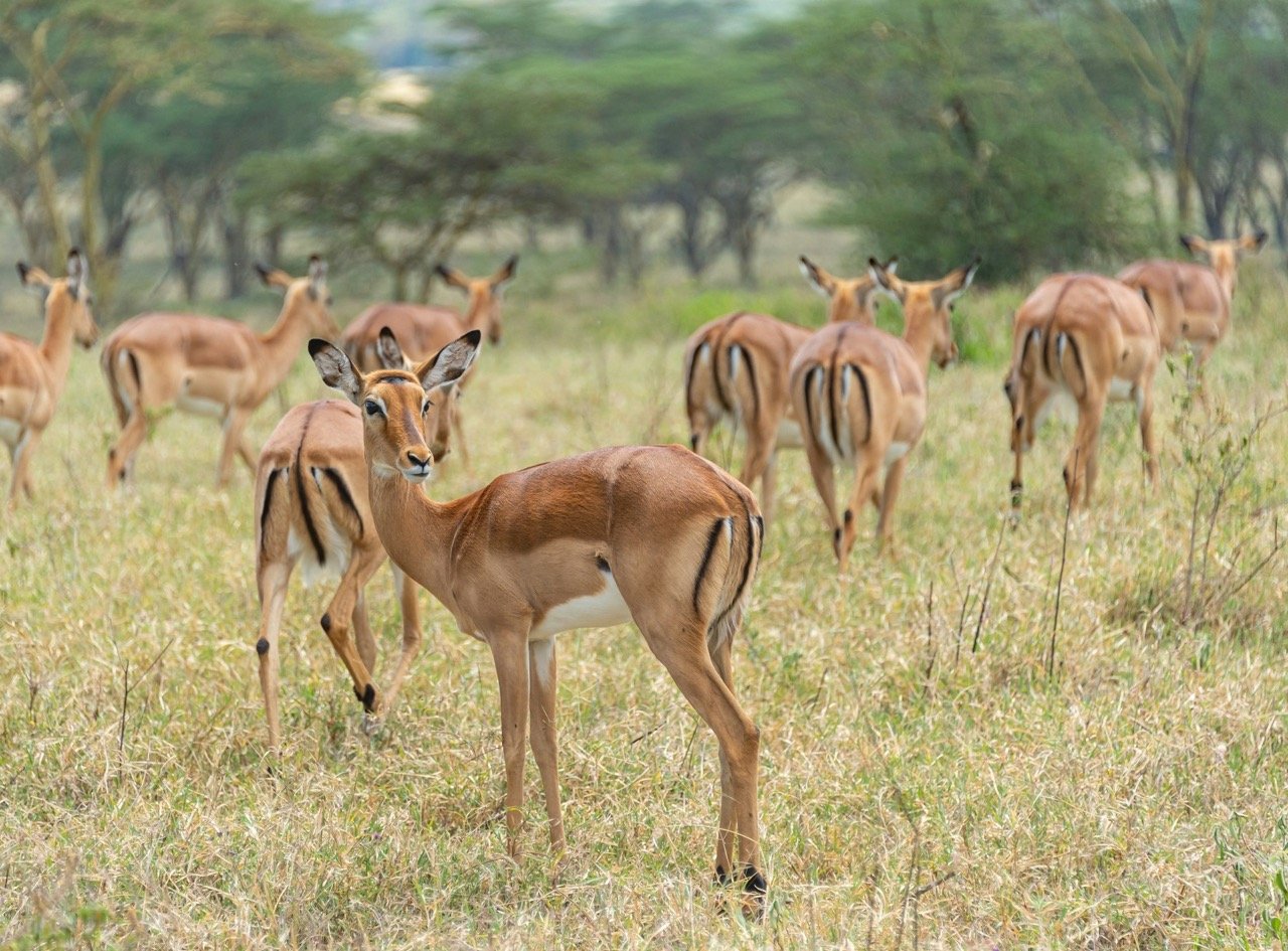 KenyaWildernessSafaris13 Large