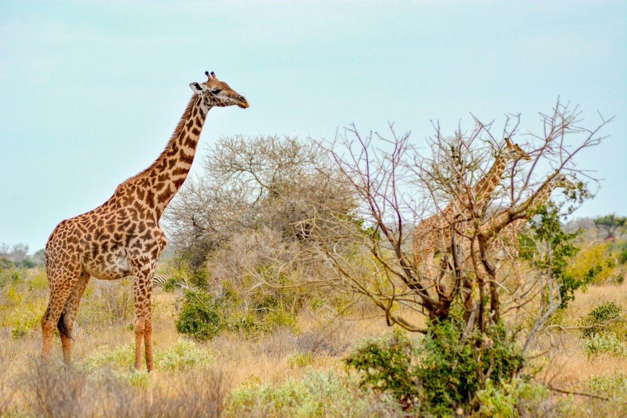 KenyaWildernessSafaris18 Large