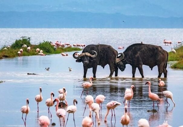 Lake Nakuru National Park e1737104609856